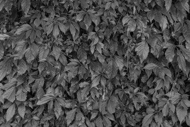 Yaz mevsimi siyah beyaz desen arka plan yüzeyini terk etti