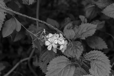 Plumbago auriculata (Cape Leader, Blue plumbago) çiçek başlıkları (Capulum) siyah ve beyaz olarak yakın plan