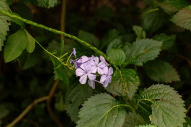 Plumbago auriculata (Cape Leader Wort, Blue plumbago) çiçek başlıkları (Capulum) yakın plan