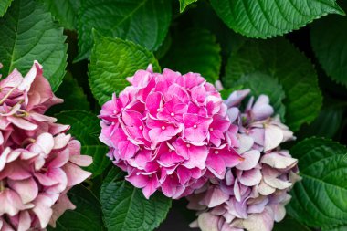 Pembe ortanca çiçekli bitki. Yakından yemyeşil.