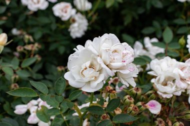 Beyaz renk bahçe gülleri çalılık baş kümesi
