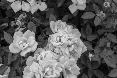 Beyaz renk bahçe gülleri çalılık çiçek başı kümesi siyah ve beyaz