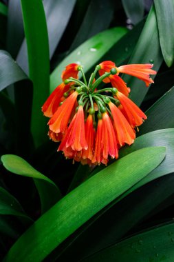 Turuncu renk Clivia nobilis, yeşil uçlu orman trompet çiçekleri yemyeşil arka planda.