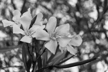 Neryum zakkum (Rosebay) çiçekleri Garda Gölü açıklarında siyah beyaz çiçek açıyor