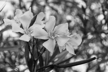 Neryum zakkum (Rosebay) çiçekleri Garda Gölü açıklarında siyah beyaz çiçek açıyor