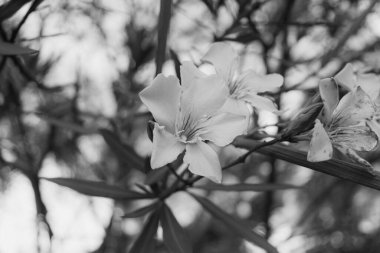 Neryum zakkum (Rosebay) çiçekleri Garda Gölü açıklarında siyah beyaz çiçek açıyor