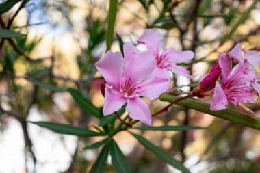 Garda Gölü açıklarında açan pembe renkli Nerium zakkum (gül ağacı) çiçekleri