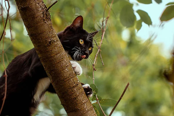 black cat hunts birds on the tree