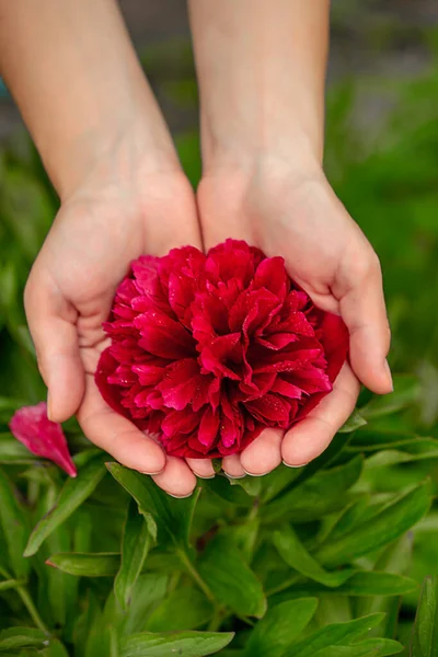 red peony in the hands of a woman