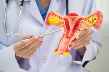 Rahim, hastanede teşhis ve tedavi için insan anatomisi modeli tutan doktor..