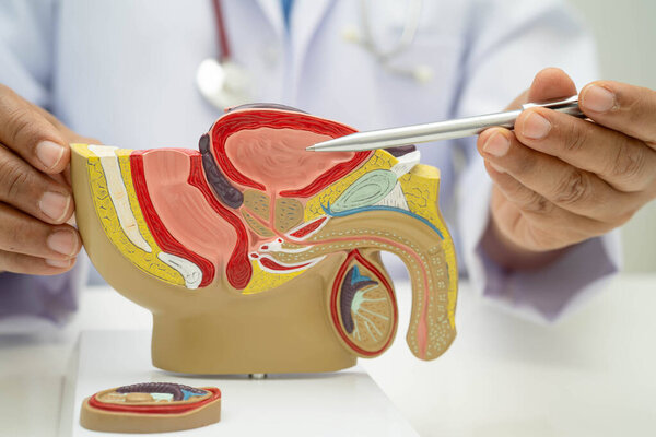 Male reproductive system, Asian doctor holding human anatomy model for study diagnosis and treatment in hospital.