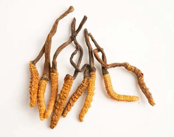 Cordyceps sinensis ya da Ophiocordyceps sinensis beyaz arka planda izole edilmiş, mantar bitkisi tedavisi.