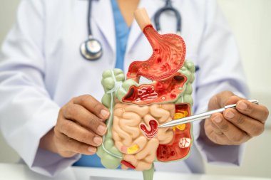 Midesi ve bağırsağı olan sindirim sistemi, Asyalı doktor hastanede teşhis ve tedavi için insan anatomisi modeli tutuyor..