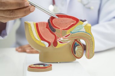 Erkek üreme sistemi, Asyalı doktor hastanede teşhis ve tedavi için insan anatomisi modeli tutuyor..