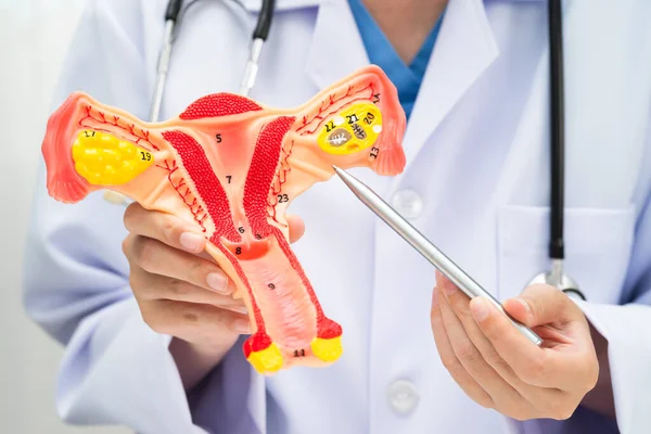 Rahim, hastanede teşhis ve tedavi için insan anatomisi modeli tutan doktor..