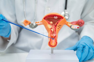 Vajinal ve rahim boynu sıvısı testi için rahmi tutan doktor doğum ve jinekolojiyi kontrol etti..