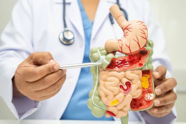 Midesi ve bağırsağı olan sindirim sistemi, Asyalı doktor hastanede teşhis ve tedavi için insan anatomisi modeli tutuyor..