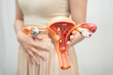 Rahim, Asyalı kadın insan anatomisi modeli tutuyor..
