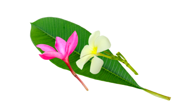 Şeffaf arkaplanda pembe ve beyaz Frangipani çiçekleri (Plumeria).