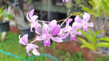 Cooktown Orkide Fabrikası, yakın mesafeden çekilmiş..