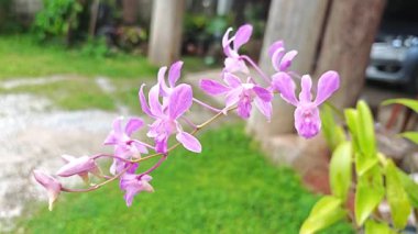 Cooktown Orkide Fabrikası, yakın mesafeden çekilmiş..