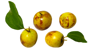 Şeffaf arka planda çıtır çıtır ve lezzetli çikolatalı jujube.