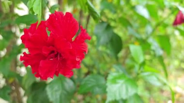 Çin gülü, Ayakkabı Çiçeği ya da Çin amblemi ağaçta.