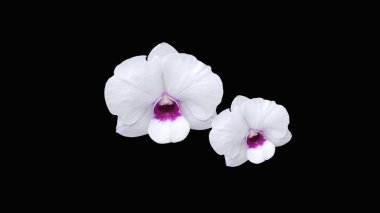 Güzel falaenopsis orkidesi çiçeği siyah arkaplanda izole edilmiş..