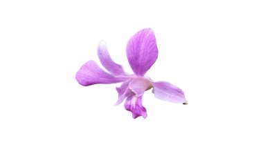 güzel orkide beyaz zemin üzerine izole.