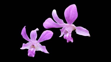 siyah arka plan üzerine izole güzel orkide.