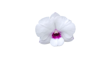 Şeffaf arkaplanda yalıtılmış güzel falaenopsis orkidesi çiçeği.