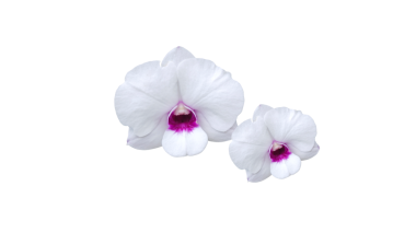 Şeffaf arkaplanda yalıtılmış güzel falaenopsis orkidesi çiçeği.