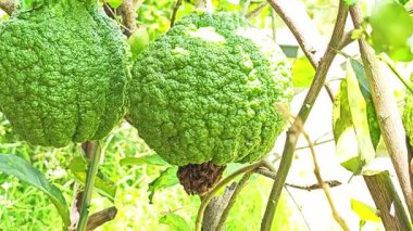 Beyaz arka planda limon çalısı üzerinde bir arı yuvasına yakın plan.