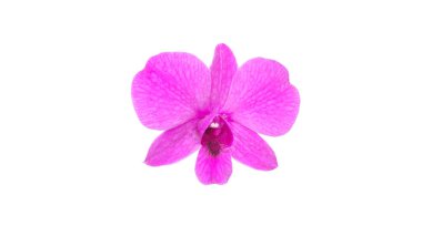 Beyaz arkaplanda mor orkideler.