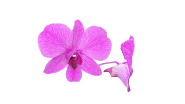 Beyaz arkaplanda mor orkideler.