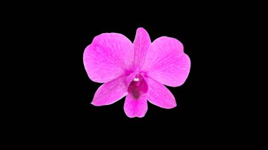 Siyah arka plan üzerine mor orkideler.