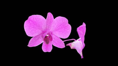Siyah arka plan üzerine mor orkideler.