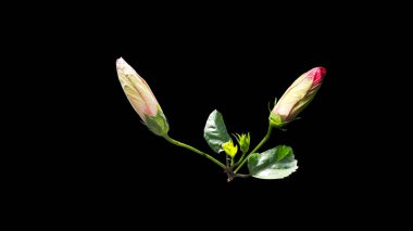 Siyah arkaplanda kırmızı bir amber çiçeği tomurcuğuyla kapat.