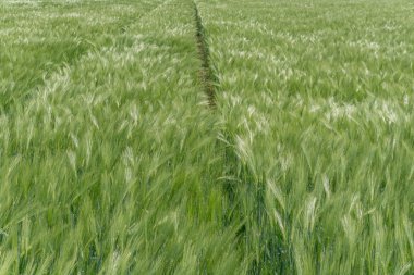 Genç ve hızlı büyüyen bir buğday alan parlak yeşil ve hafif bir rüzgar görünümünü kapat