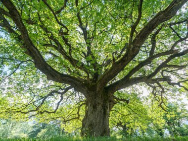 majestic old oak giving shade to a spring meadow clipart
