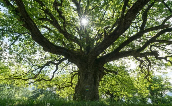 Majestic Old Oak Giving Shade Spring Meadow Sun Peeking — Stock Photo, Image