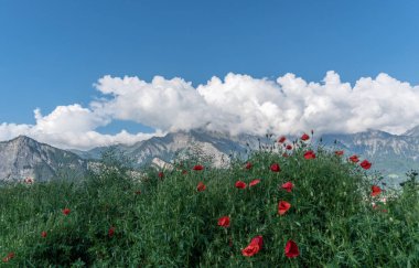 beyaz bulutlar ve ön planda kırmızı haşhaş ile mavi gökyüzü altında İsviçre dağ manzarası
