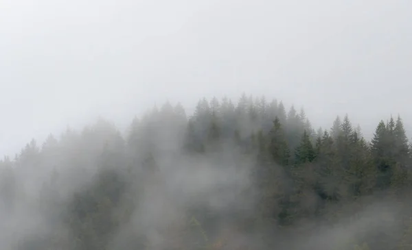 Árboles Bosques Niebla Niebla Las Colinas Suiza — Foto de Stock