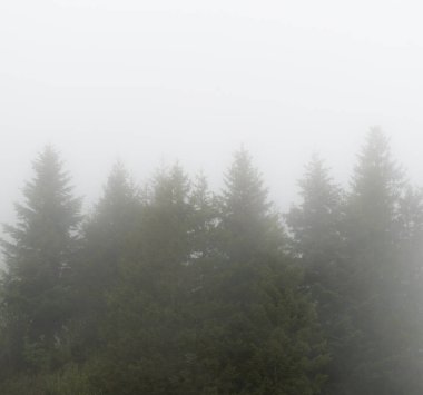 ağaç ve orman sis ve buğu İsviçre tepelerinde