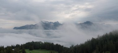 ağaç ve orman sis ve buğu İsviçre tepelerinde