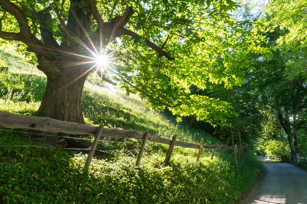 Albero Estivo Nel Verde Lussureggiante Con Luce Del Sole Che — Foto Stock