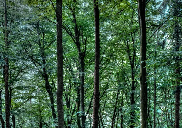 Schöner Wald Sommerlichen Hintergrund — Stockfoto