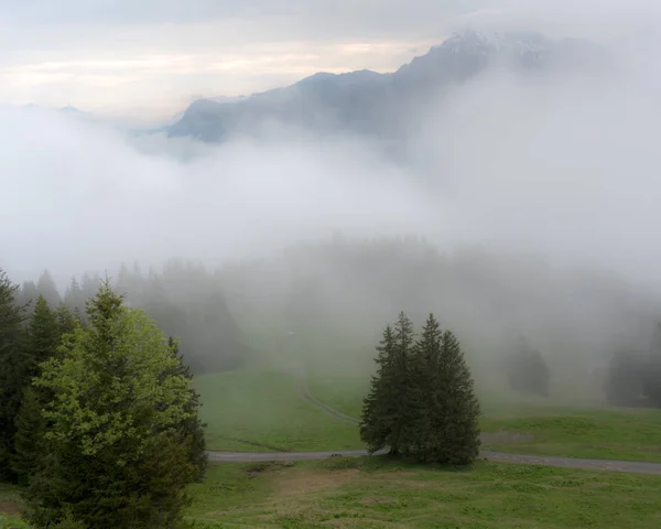 Árboles Bosques Niebla Niebla Las Colinas Suiza — Foto de Stock