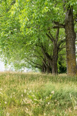 yaz çayır ve satır eski meşe ağaçlarının