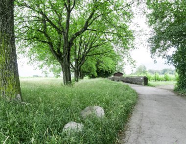 yaz çayır ve satır eski meşe ağaçlarının